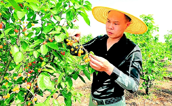 卢深策略 新农人的甜蜜事业