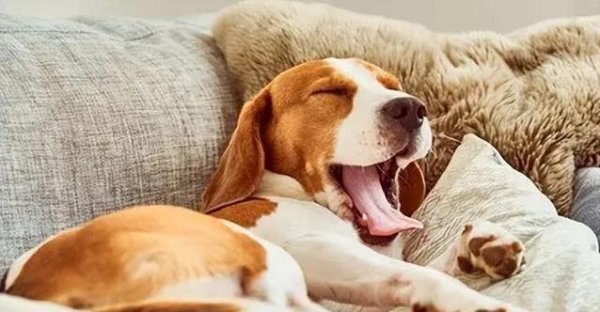 老虎配资 狗狗被骂低头舔手翻肚子，藏着啥小心思？主人咋回应才对？