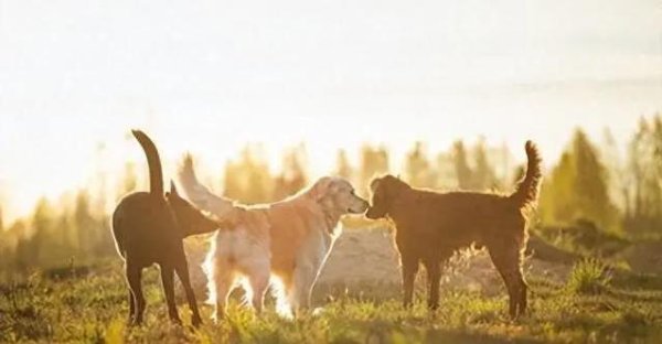 宝牛配 狗狗一回家就猛嗅你，6大心理藏秘密，你知道几个？